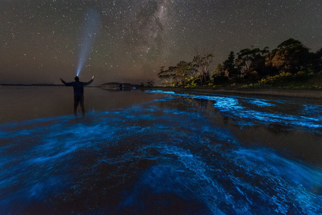 Bioluminescent selfie