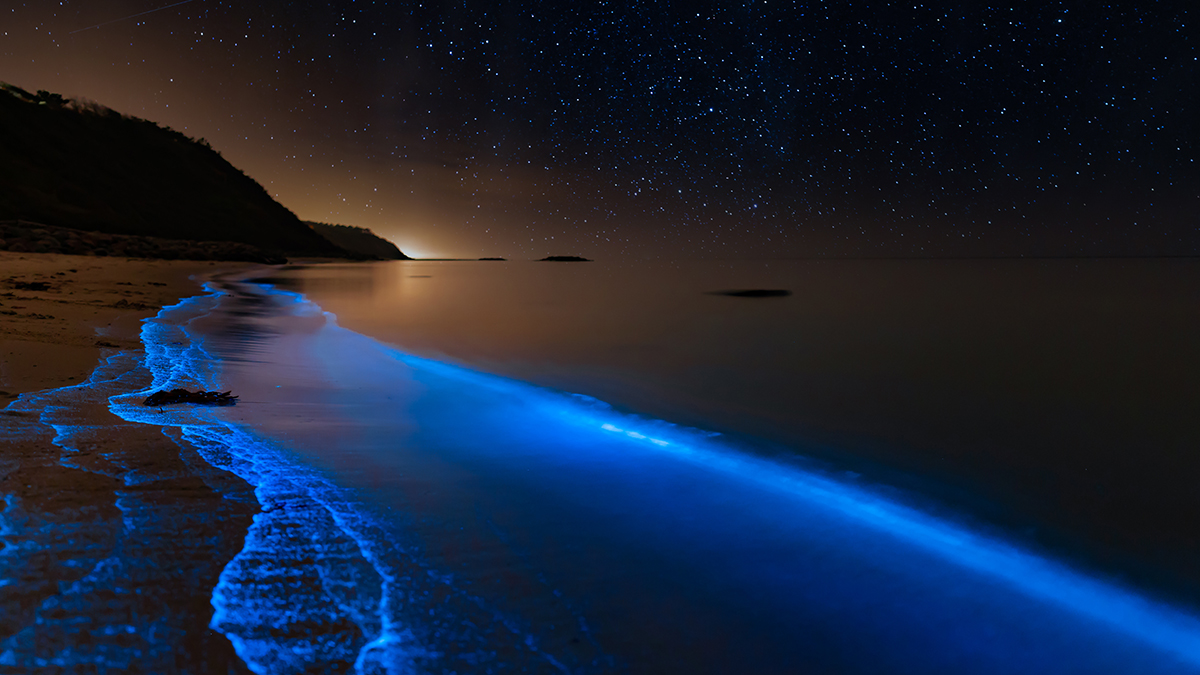 سفر غواصی شبانه با ماهی‌های درخشان: - کادو برای یک مرده هیجانی