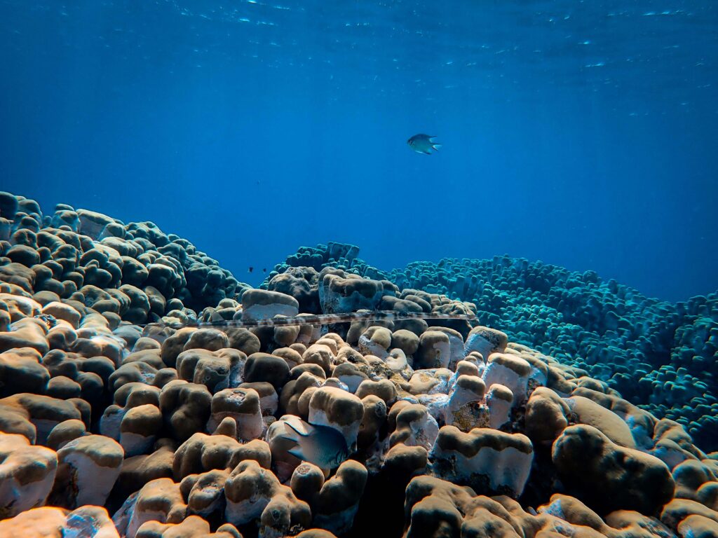 a coral reef with fish in the distance