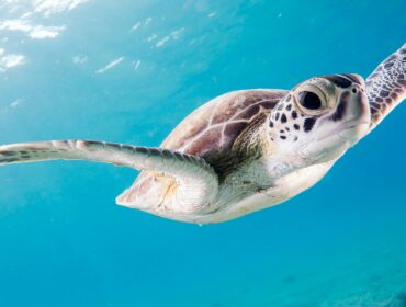 a sea turtle swimming in clear blue waters