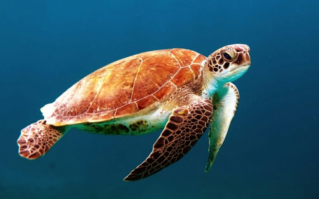 turtle with a rust colored shell swimming