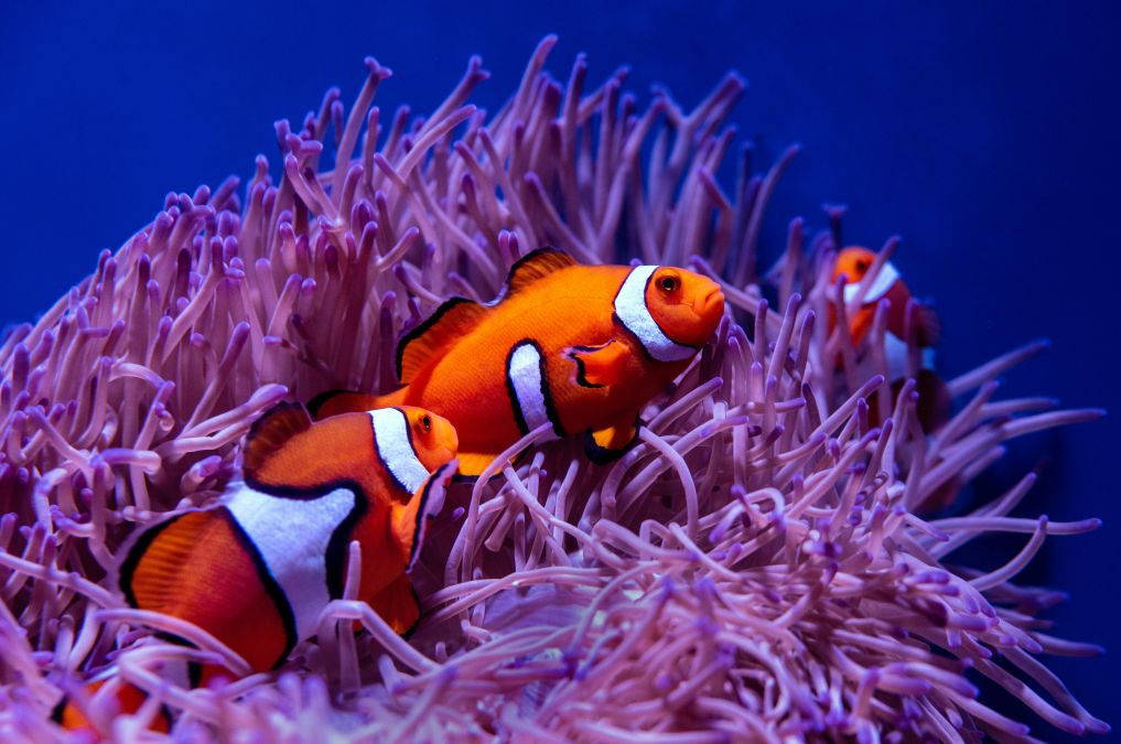 clownfish surrounding purple coral