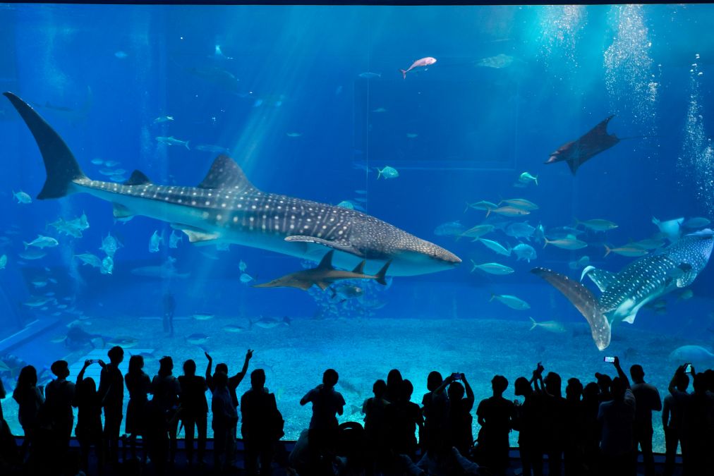 whale shark in an aquarium, flocked by people as it's one of the ocean's most elusive creatures