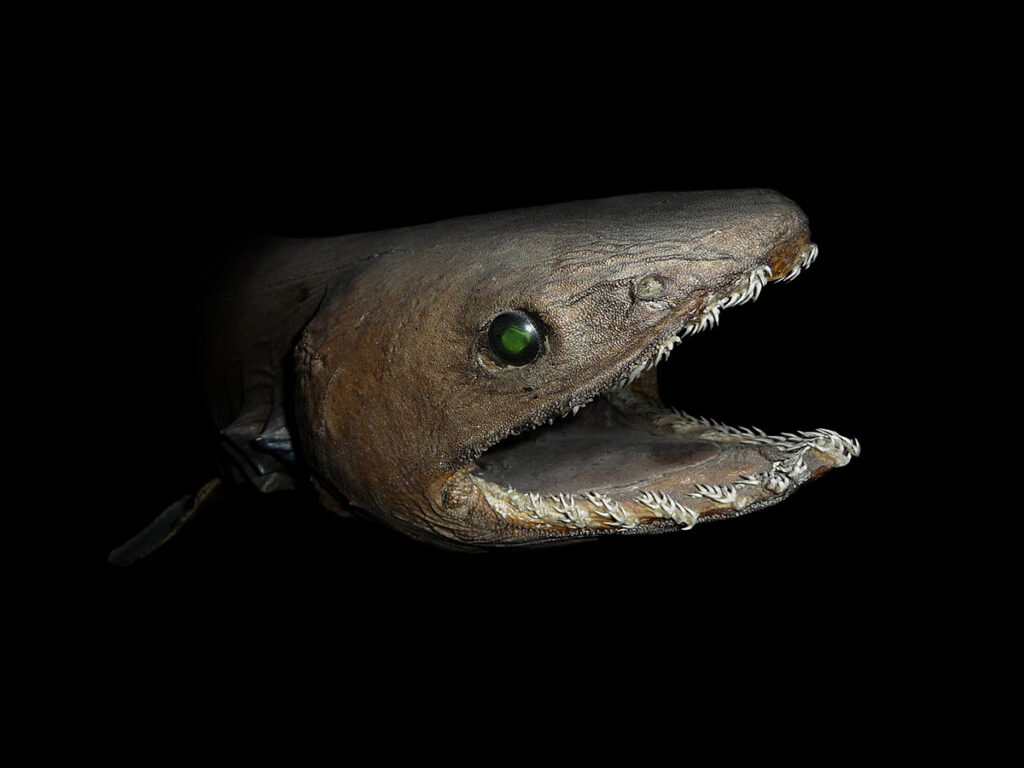 This weird shark is the frilled shark