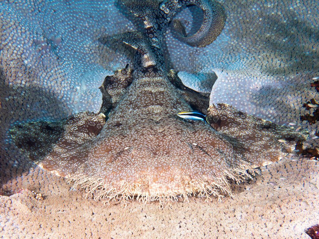 Tasselled Wobbegong