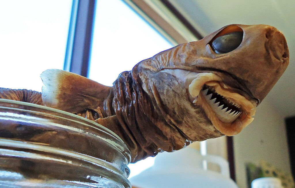 Cookiecutter shark is weird