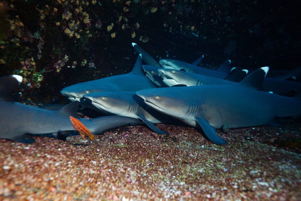 Large group of small white tip baby sharks rest in the rocks