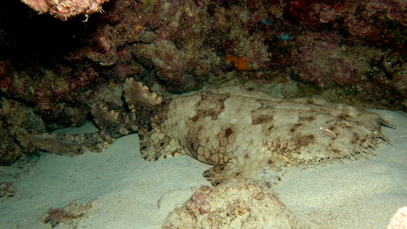 By Leonard Low from Australia - Great Barrier Reef, Cairns, Australia, CC BY 2.0, https://commons.wikimedia.org/w/index.php?curid=6517455