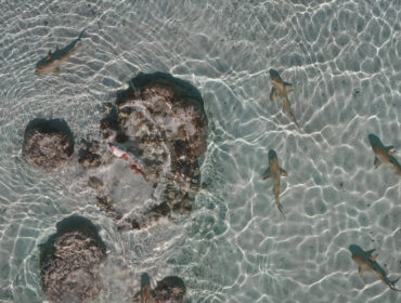Aerial view of blacktip reef sharks swimming in shallow, crystal-clear water near a coral reef, creating a captivating scene of marine life in their natural habitat