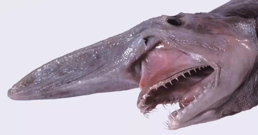 Goblin shark - yup, it's weird