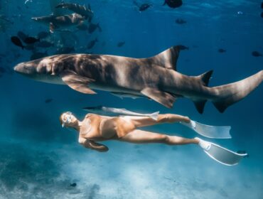 Underwater Moment With A Freediver Woman swimming Alongside A Large shark