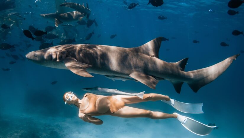 Underwater Moment With A Freediver Woman swimming Alongside A Large shark
