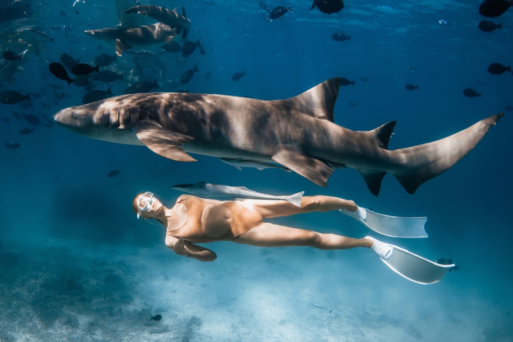 Underwater Moment With A Freediver Woman swimming Alongside A Large shark
