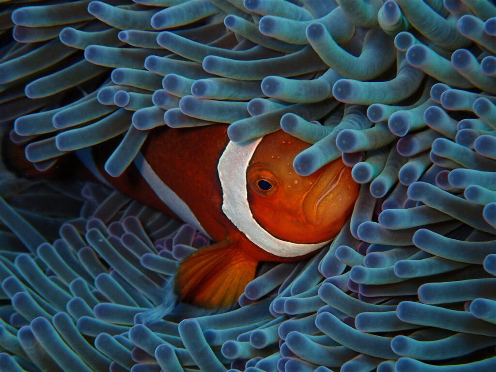 Beautiful Underwater Photo of a Clownfish and Sea Anemone
