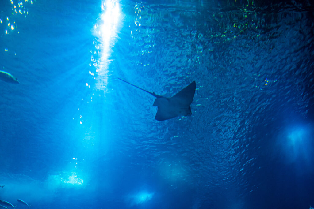 Portrait of a swimming stingray from down side