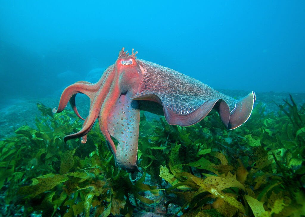 Giant cuttlefish in ocean