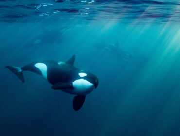 orcas or killer whales in Kvænangen fjord in Norway hunting for herrings
