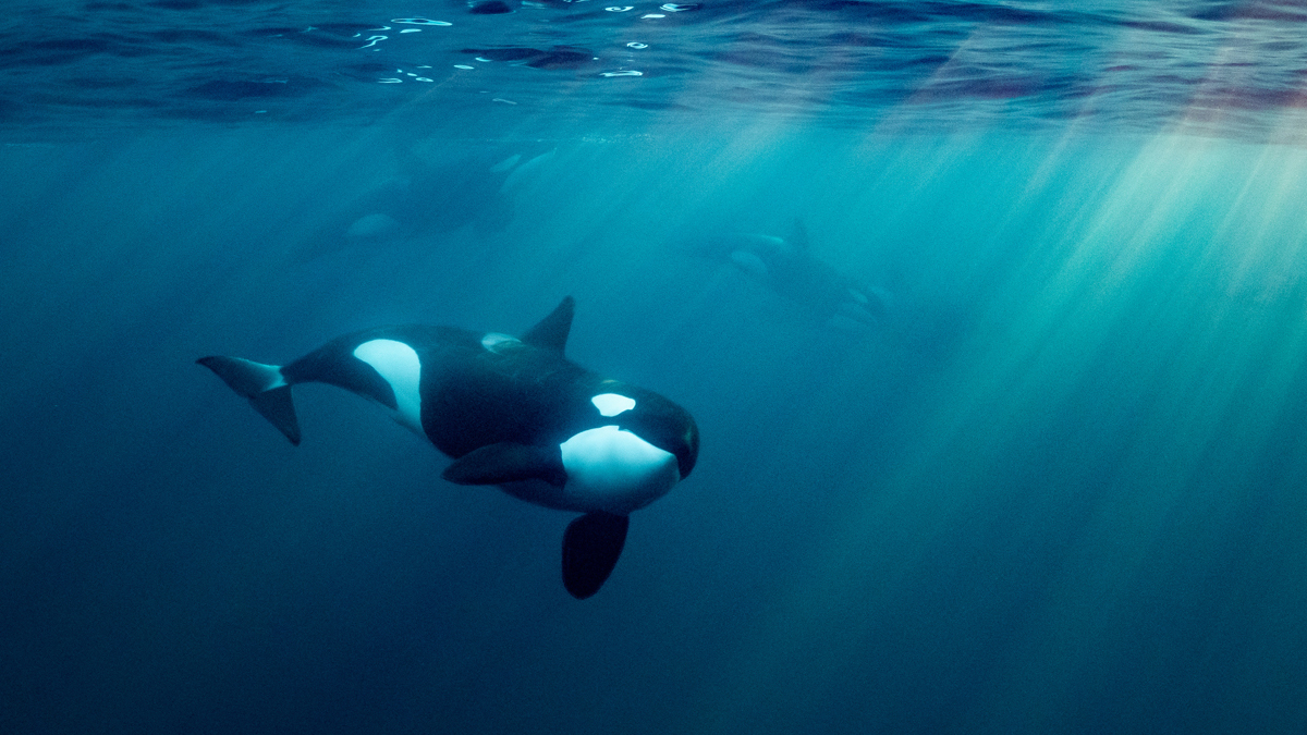 orcas or killer whales in Kvænangen fjord in Norway hunting for herrings