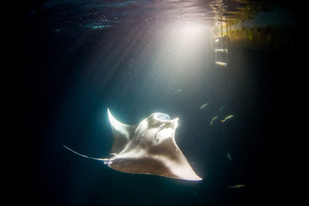 Manta Ray (Mobula alfredi) feeding plankton during a night dive