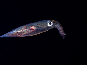 Squid swimming in a dark ocean