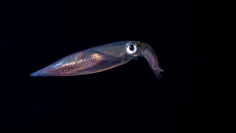 Squid swimming in a dark ocean