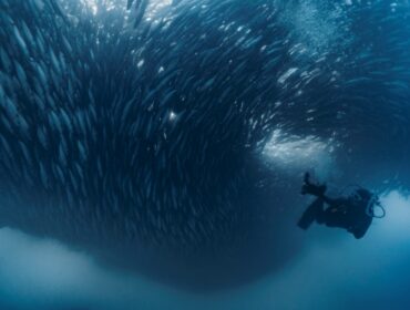 diver swimming with a large school of fish