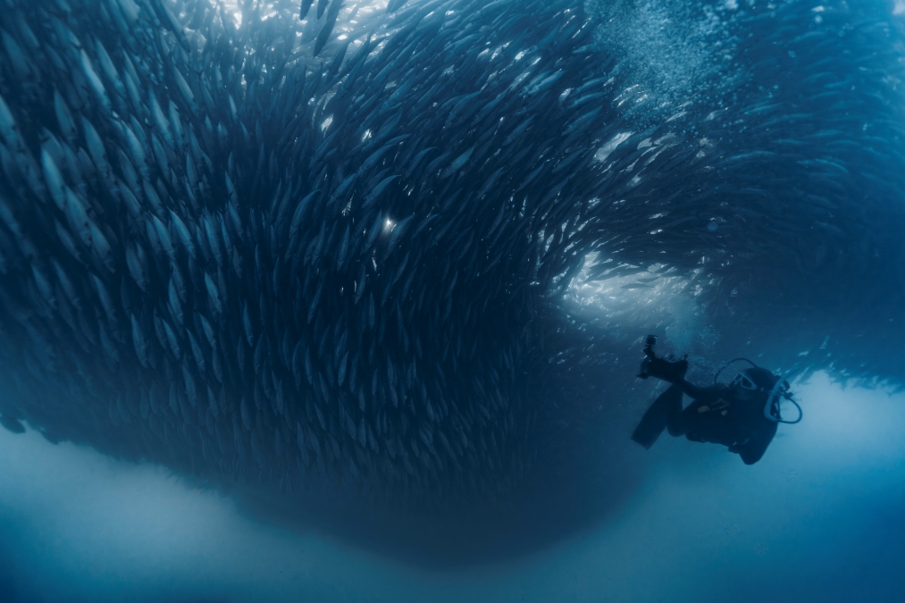 diver swimming with a large school of fish