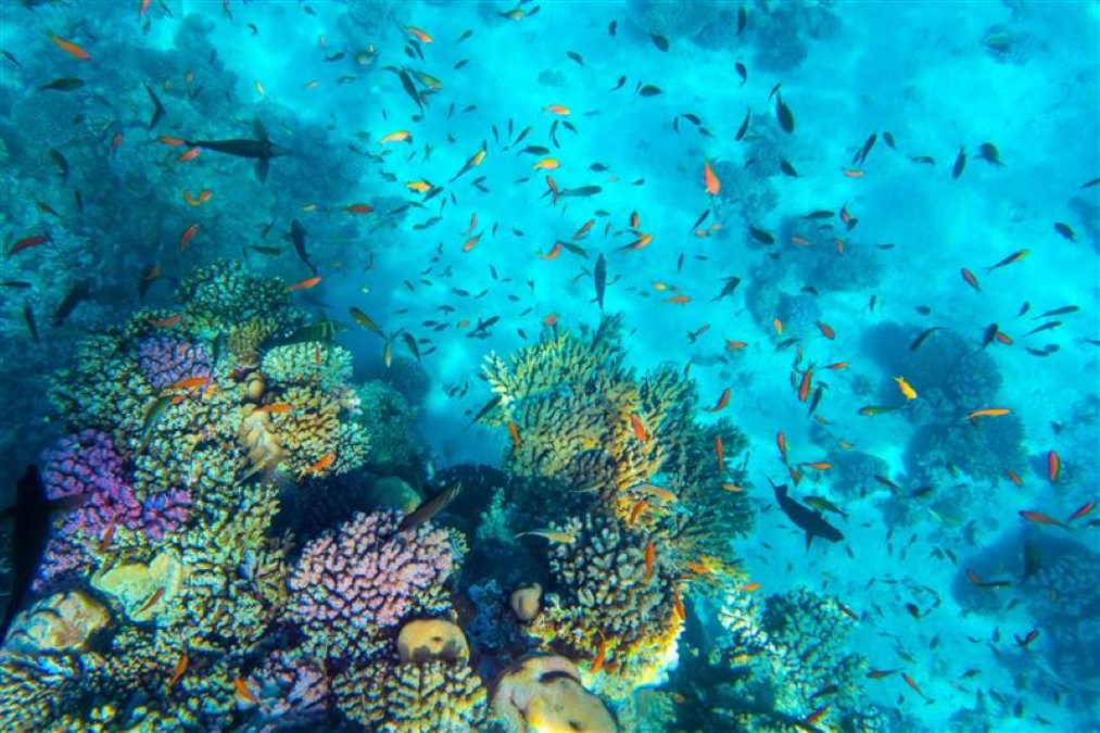 Ras Mohammed National Park (Egypt)