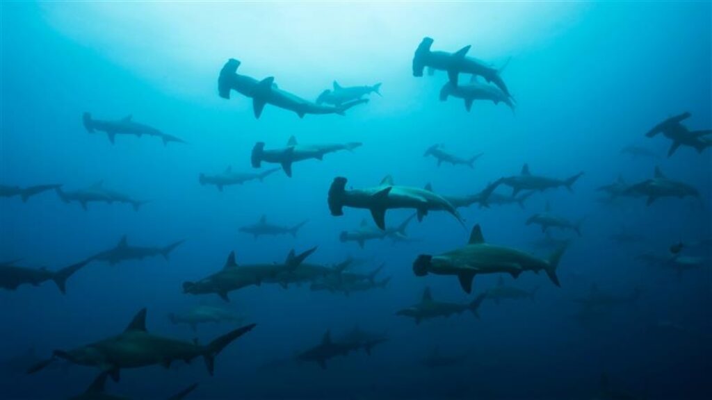 hammerhead sharks swimming in the ocean