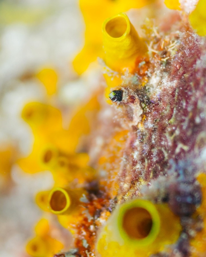 closeup of yellow corals
