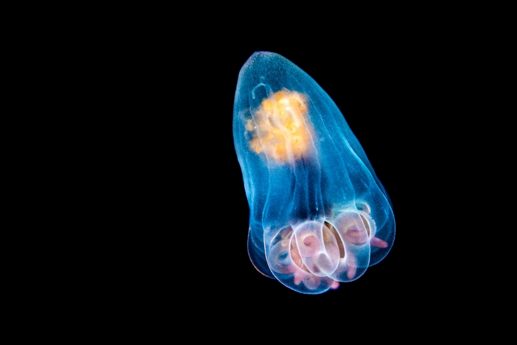 jellyfish glowing at night