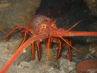 Picture taken of a California Spiny Lobster by Magnus Kjærgaard in La Jolla, California. 2
