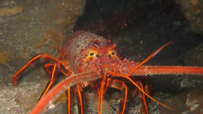 Picture taken of a California Spiny Lobster by Magnus Kjærgaard in La Jolla, California. 2