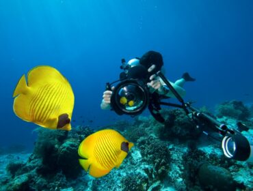 diver holds up camera to two yellow fishes