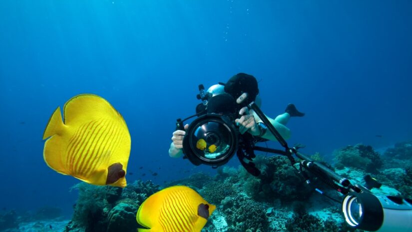 diver holds up camera to two yellow fishes