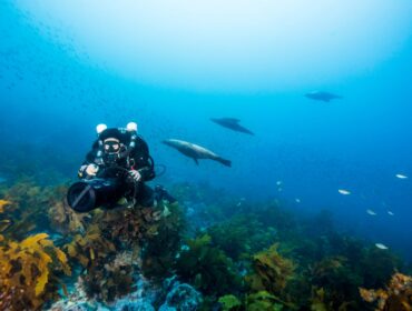fully equipped diver swims with seals