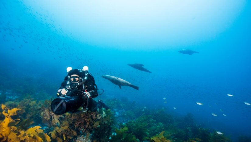 fully equipped diver swims with seals