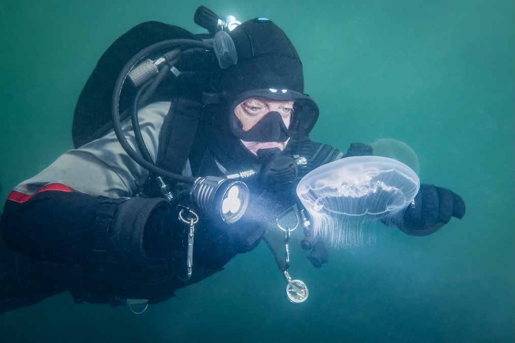 a cold water scuba diver explores the green water of zeeland netherlands with moon jellyfish wildlife swimming underwater in natural habitat adventure sport activity in nature