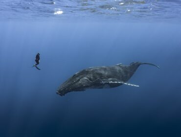 diver hovering beside whale