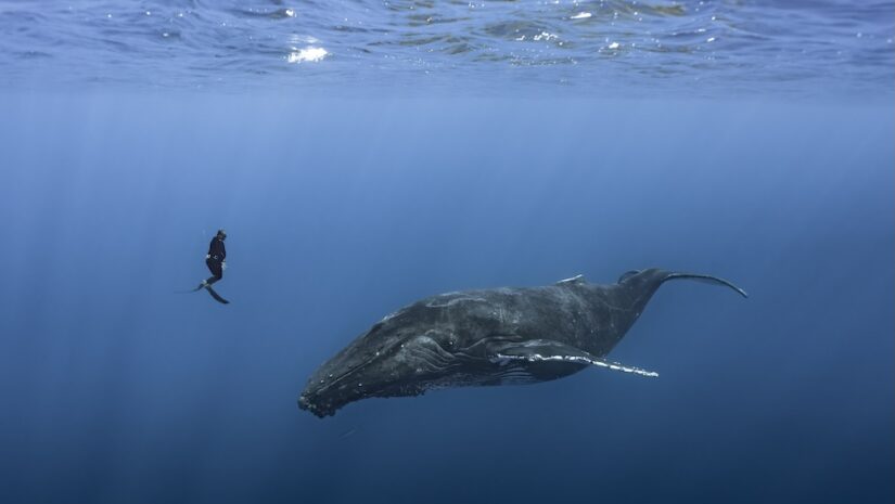 diver hovering beside whale