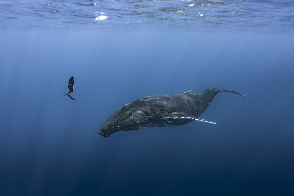 diver hovering beside whale