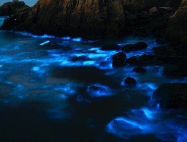 bioluminescent plankton on a shore