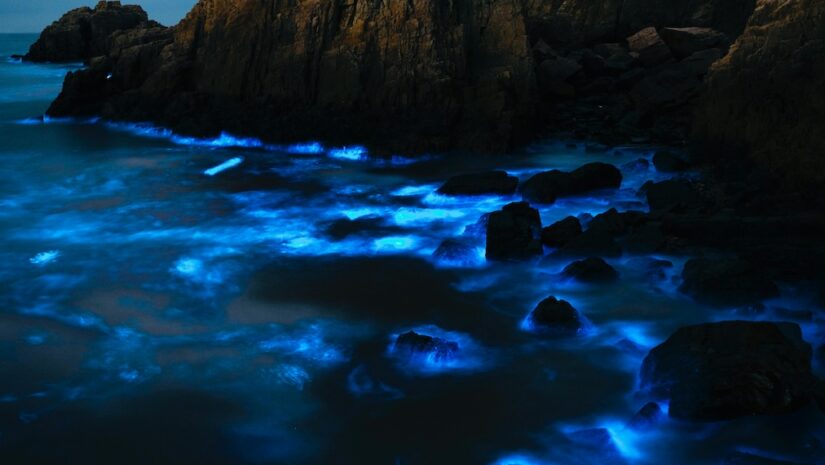bioluminescent plankton on a shore