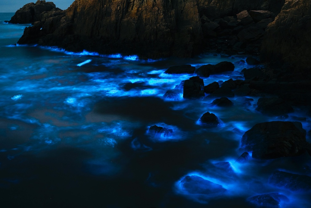 bioluminescent plankton on a shore