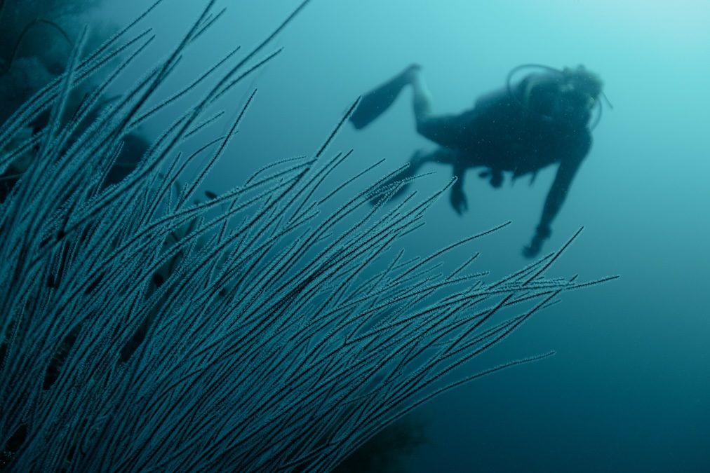 diver swimming among seagrass