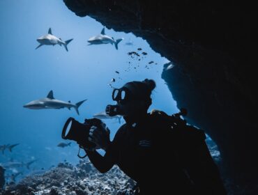a diver swimming with marine life holding a camera