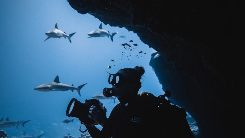 a diver swimming with marine life holding a camera