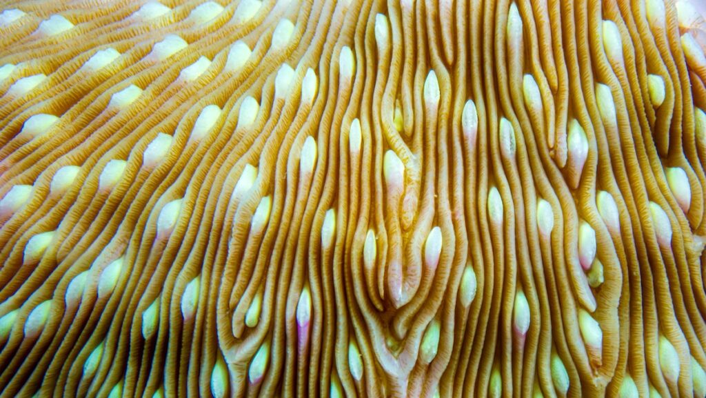 Raja Ampat reef dive site