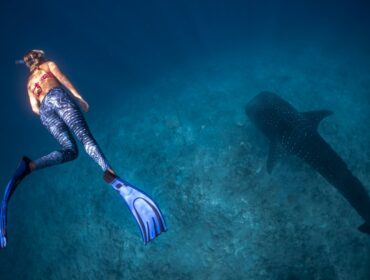 female diver swims with whale shark