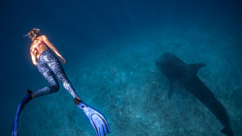 female diver swims with whale shark
